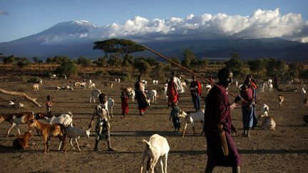 Un berger massaï fait paître son troupeau au pied du Kilimanjaro. (Reuters/Finbarr O&#039;Reilly)