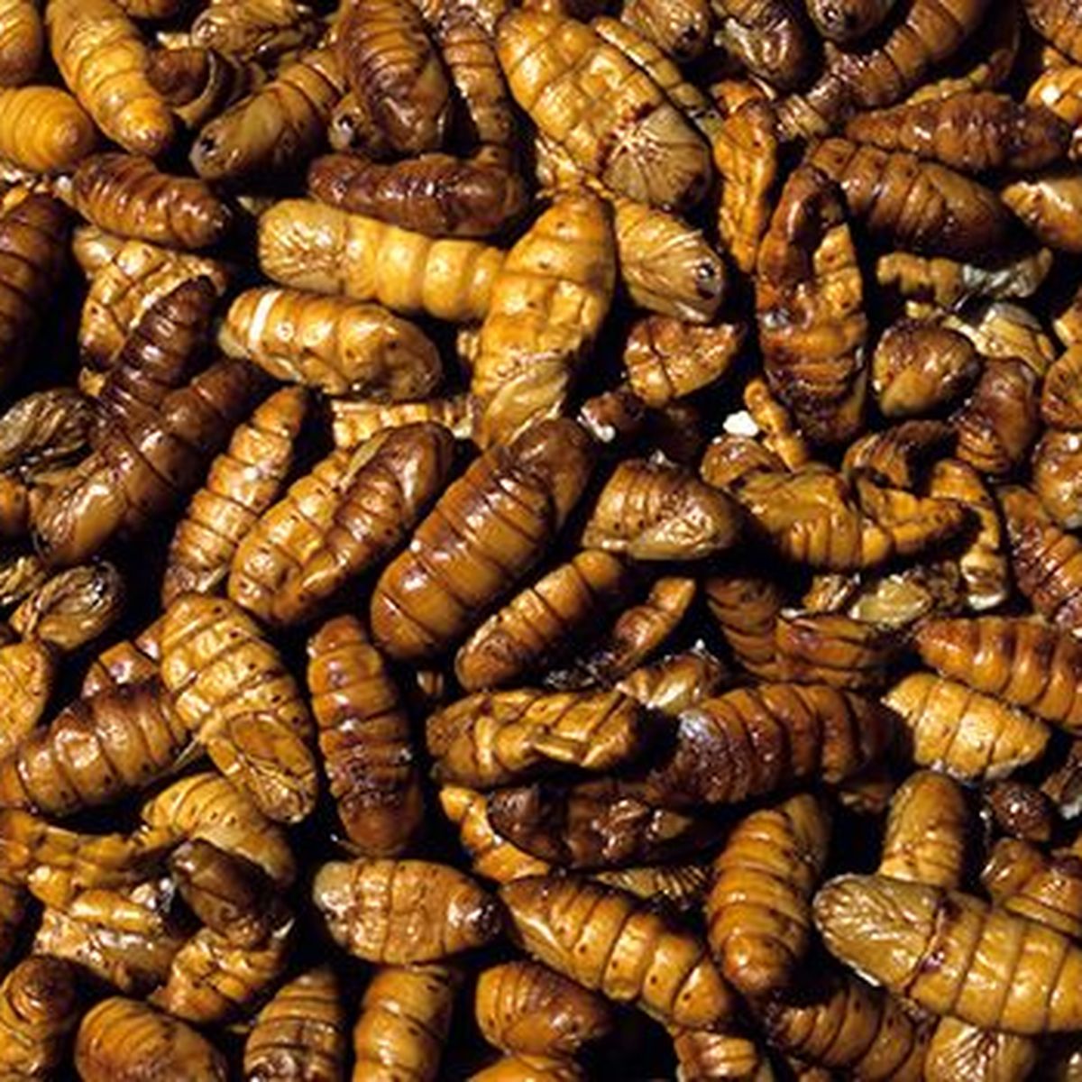 A Gap, la start-up Temebryo veut mettre des insectes dans nos assiettes