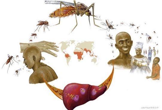 Le paludisme est une maladie due à un parasite, le Plasmodium, (le Plasmodium falciparum étant le plus répandu en Afrique) transmis à l'homme par la piqûre de l'anophèle femelle infectée.  (FRAUD / BSIP)