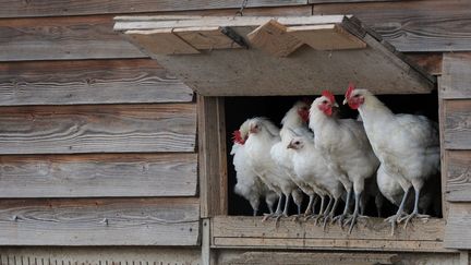 Des poulets dans un élevage situé dans l'Ain. (photo d'illustration) (LAURENT THEVENOT / MAXPPP)