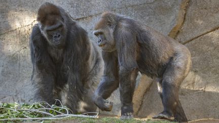 Ces deux gorilles, Winston et Imani, photographiés en janvier au zoo de San Diego (Etats-Unis), avaient été diagnostiqués positifs au Covid-19. (KEN BOHN / SAN DIEGO ZOO GLOBAL / AFP)