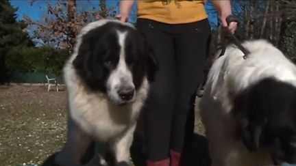 Salon de l'Agriculture : Rosco et Idem se préparent au concours canin