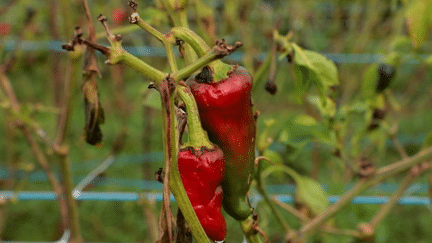 Météo : la filière du piment d’Espelette voit rouge (France 2)