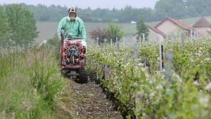 Un agriculteur traite ses vignes avec un petit pulv&eacute;risateur, &agrave; Cormoyeux (Marne), le 15 mai 2009. (MAXPPP)