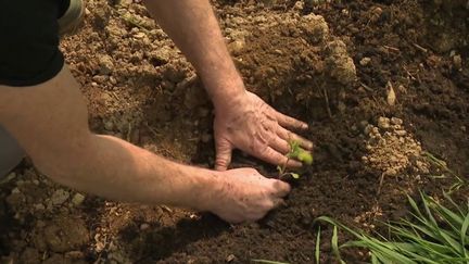 Bretagne : la sécheresse s'installe et provoque l'inquiétude des jardiniers et des agriculteurs