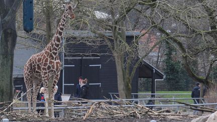 Marius, un giragon de 18 mois au zoo, de Copenhague (Danemark), le 8 f&eacute;vrier 2014, &agrave; la veille de son euthanasie. (IRFAN CEMILOGLU / ANADOLU AGENCY / AFP)