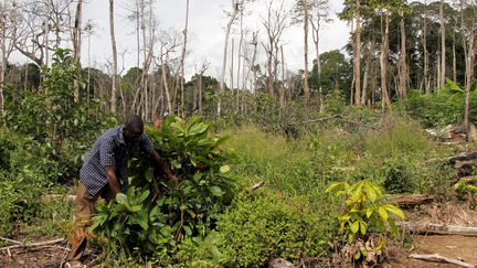 Côte d'Ivoire : le cacao en péril