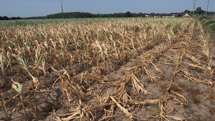 Un champ de maïs brûlé par la chaleur, à Longue-Jumelles (Maine-et-Loire), le 23 juillet 2019.&nbsp; (GUILLAUME SOUVANT / AFP)