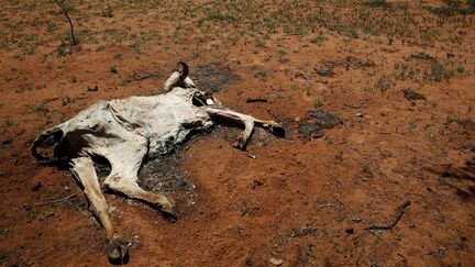 La carcasse d'une vache en Afrique du Sud&nbsp; (? SYDNEY SESHIBEDI / REUTERS / X03699)