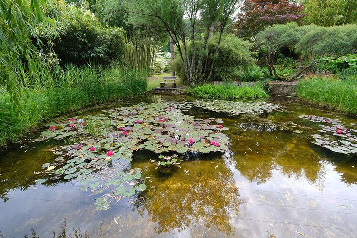 L'un des bassins du jardin Acorus. (ISABELLE MORAND / DIDIER HIRSCH / RADIO FRANCE / FRANCE INFO)