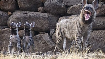 Il est tr&egrave;s rare de r&eacute;ussir &agrave; photographier en plein jour une hy&egrave;ne avec ses petits (ici en Inde). (CATERS NEWS AGENCY / SIPA)