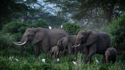 Un troupeau d'éléphants dans leur habitat naturel à Kimana, au Kenya, en mars 2021. (YASUYOSHI CHIBA / AFP)