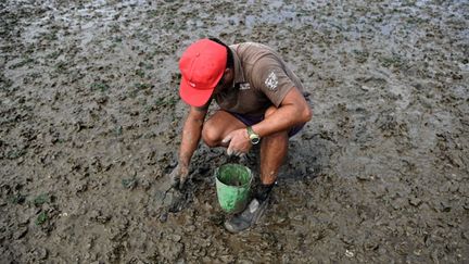 les chercheurs de palourdes sont devenus cinq fois plus nombreux, la collecte reste en principe interdite aux pêcheurs occasionnels.Seule une trentaine de bateaux, enregistrés auprès des autorités maritimes, sont autorisés à la pratiquer.70 tonnes de palourdes pêchées sans autorisation ont été saisies par la police depuis 2011. ( AFP PHOTO/ PATRICIA DE MELO MOREIRA)