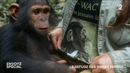 Envoyé spécial. Le refuge des singes perdus (ENVOYÉ SPÉCIAL  / FRANCE 2)