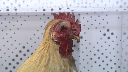 Le coq, l'emblême de l'équipe de France de Rugby (France 3)