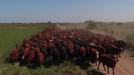 Argentine : la guerre de la viande dans un pays en crise (France 2)