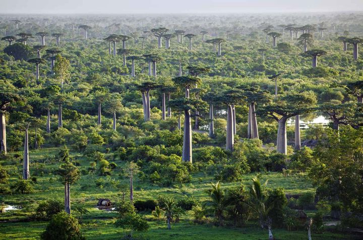 La célèbre allée de Morondava, dans la région du Menabe. (Géo   Pascal Maitre)