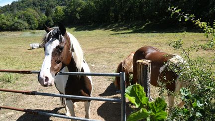 Un élevage de chevaux à Leschères (Jura) victime d'attaque sur les équidés. (PHILIPPE TRIAS / MAXPPP)