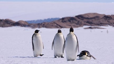  (Les Grecs comparés à des pingouins par un journaliste espagnol © Maxppp)