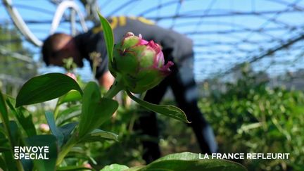 "Mes fleurs, on peut les toucher sans gants, on n'attrapera pas de cancer" : dans le Var, il cultive des pivoines écoresponsables, économes en eau (ENVOYÉ SPÉCIAL  / FRANCE 2)