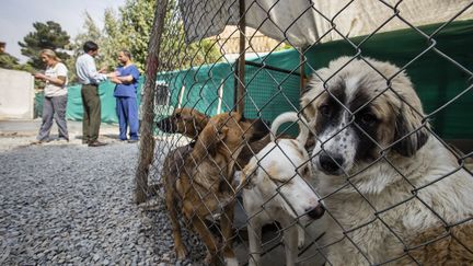 Des chiens à la clinique de Nowzad Conrad Lewis, à Kaboul (Afghanistan), le 18 octobre 2014. (OLEKSANDR RUPETA / NURPHOTO / AFP)