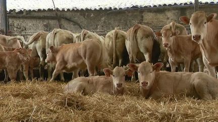 Dordogne : les éleveurs victimes d'une pénurie de vétérinaires