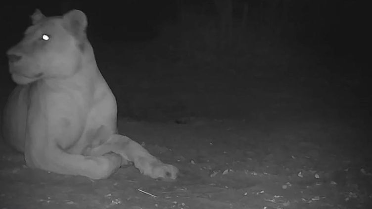 Tchad : une lionne réapparait dans un parc national, alors que l'espèce y était déclarée éteinte depuis 2004