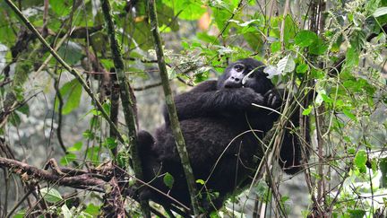  (ANTOINE LORGNIER / BIOSPHOTO)