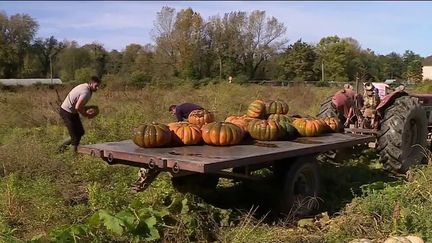 Agriculture : l'heure de la récolte des citrouilles a sonné (FRANCE 2)