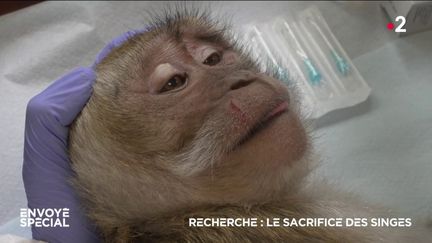 Recherche : le sacrifice des singes (ENVOYÉ SPÉCIAL  / FRANCE 2)