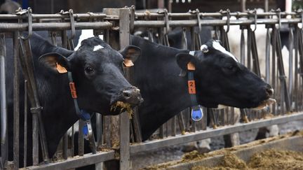 Des vaches avec un collier connecté. (JEAN-LUC FL?MAL / MAXPPP)