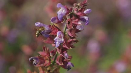 Environnement : en Slovénie, les abeilles sont reines (france 2)