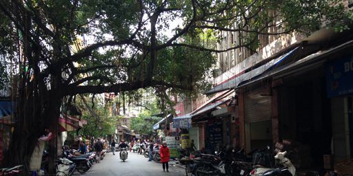 Dans la vieille ville de Hanoï, le quartier des 36 corporations où un vieil arbre a déployé ses branches. Une liberté de la nature que la municipalité ne semble pas apprécier du tout. (Catherine LE BRECH / Géopolis)