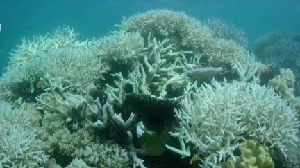 Australie : une barrière de corail est en danger