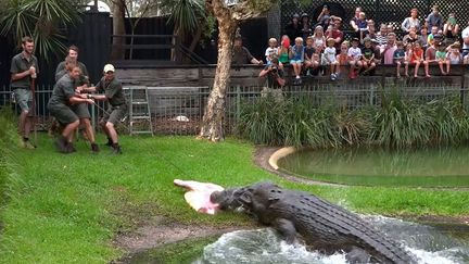 De nombreux enfants ont observé la scène de loin dans le parc de reptiles sur la côte centrale de la Nouvelle-Galles du Sud. Ce prédateur a été amené ici en 2007 après avoir semé la terreur dans le port de Darwin où il attaquait des bateaux de pêche. Le colosse avait recidivé en 2011 en attaquant la tondeuse à gazon d'un employé du parc. Il y avait laissé deux de ses dents, cassées par la machine. Le crocodile marin peut mesurer jusqu'à 6,50 mètres. Il est très dangeureux pour l'homme et a la particularité de vivre à la fois en eau douce et en eau salée. Il est capable de se projeter d'un coup de queue à plus de 1,50 mètre hors de l'eau pour saisir sa proie avant de l'entraîner au fond pour la noyer. Chaque année, en moyenne deux morts sont recensés en Australie. D'où les mises en garde aux visiteurs qui sillonnent le nord du pays. «Soyez vigilants et ne nagez pas n'importe où», proclament de nombreux panneaux. Car vous n'aurez quasiment aucune chance face à un tel monstre marin. (Photo AFP//caters News/Sipa)