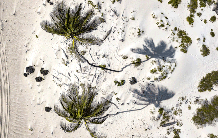 Des cocotiers dégingandés se dressent près de Curral Velho, à Boa Vista. (Olivier TOURON / GEO)