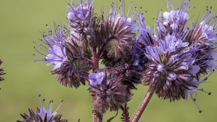 La phacélie à feuilles de tanaisie est une plante herbacée annuelle originaire du nord du Mexique et du sud de la Californie.&nbsp; (MAXPPP)