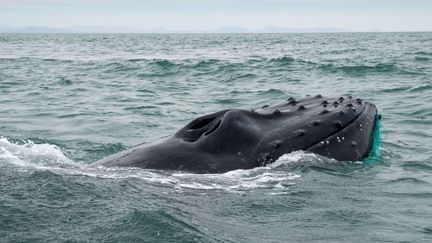 Une baleine sauvée de filets de pêche illégaux dans le golfe de Californie