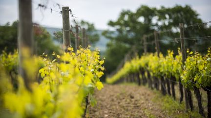 Météo : les viticulteurs se préparent au gel