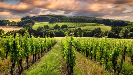 Vignoble bordelais au coucher du soleil. (Illustration) (ANTON PETRUS / MOMENT RF / GETTY IMAGES)