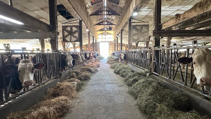 Dans son exploitation de 95 hectares en polyculture, Gilles Chatelain élève 60 vaches laitières et 50 génisses. (CAMILLE REVEL / FRANCEINFO)