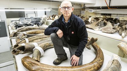 Mat Wooller, directeur de l'Alaska Stable Isotope Facility, un laboratoire de l'université d'Alaska Fairbanks, au milieu d'une collection de défenses de mammouths.&nbsp; (AFP PHOTO/JR ANCHETA / UNIVERSITY OF ALASKA FAIRBANKS/HANDHOUT)