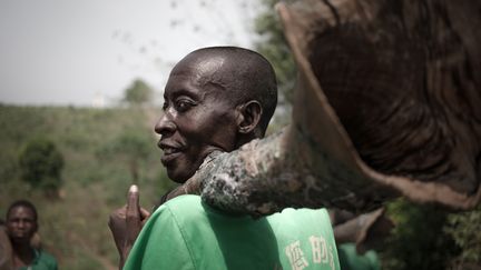 Les Broto sont sans cesse à l'affût d'un nouvel instrument qu'ils trouvent dans la nature sous la forme d'une souche d'arbre évidée.&nbsp;"Cette racine, on l'appelle Opo. Les trompes sont créées par les termites, elles creusent les trous dedans", explique&nbsp;Bruno Hogonédé .&nbsp; (FLORENT VERGNES / AFP)