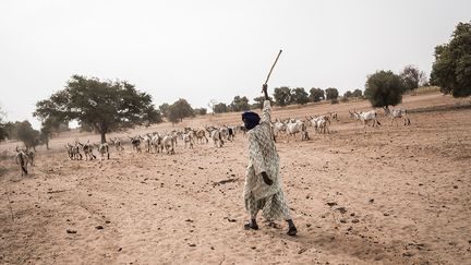 Habituellement à la saison sèche dans les régions semi-désertiques du nord du Sénégal, les hommes se déplacent vers le Sud, à la recherche de végétation et d’un peu d’eau pour leur bétail. Puis à l’arrivée de la saison des pluies, ils remontent vers le Nord. Mais cette année, la transhumance a été empêchée à cause du coronavirus et des mesures sanitaires prises par le gouvernement.&nbsp; &nbsp; &nbsp; (JOHN WESSELS / AFP)