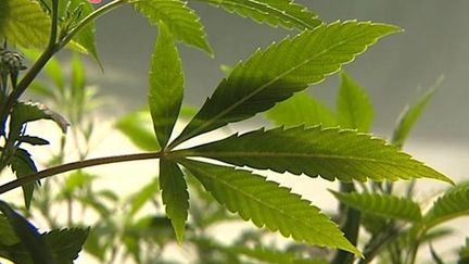 Marseille : le cannabis testé sur des malades de Parkinson