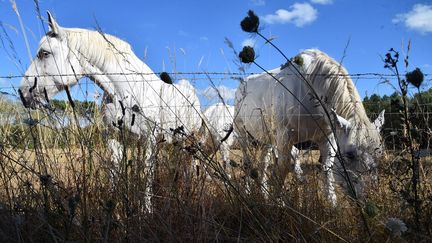 Deux Percherons près de leur clôture à La Breille-les-Pins (Maine-et-Loire), en août 2018. Photo d'illustration. (JEAN-FRANCOIS MONIER / AFP)