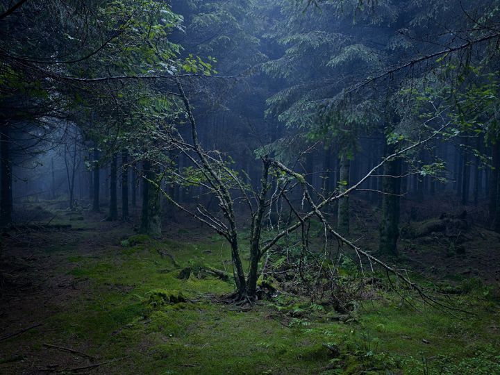 Paysage de clairière, photographié par l'artiste
 (Stéphane Spach )