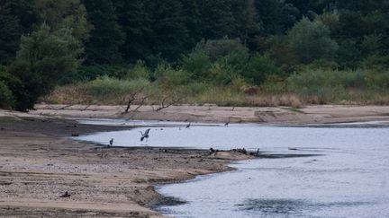 Une rivière particulièrement touchée par la sécheresse, située près de la commune du Cheylard, en Ardèche, le 17 août 2022. (ANNA MARGUERITAT / HANS LUCAS / AFP)