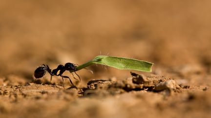 Cette étude montre que les fourmis peuvent maintenir leur cap en se déplaçant dans toutes les directions, en avant, en arrière ou latéralement.&nbsp; (ALAIN FOURNIER / BIOSPHOTO / AFP)