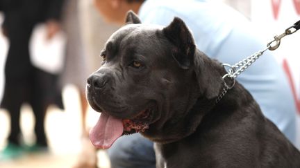 La chienne Brandy vue dans le film de Quentin Tarantino "Once upon a time... in Hollywood", reçoit la Palm Dog, vendredi 24 mai 2019, au 72e festival de Cannes. (PETROS GIANNAKOURIS/AP/SIPA / AP)